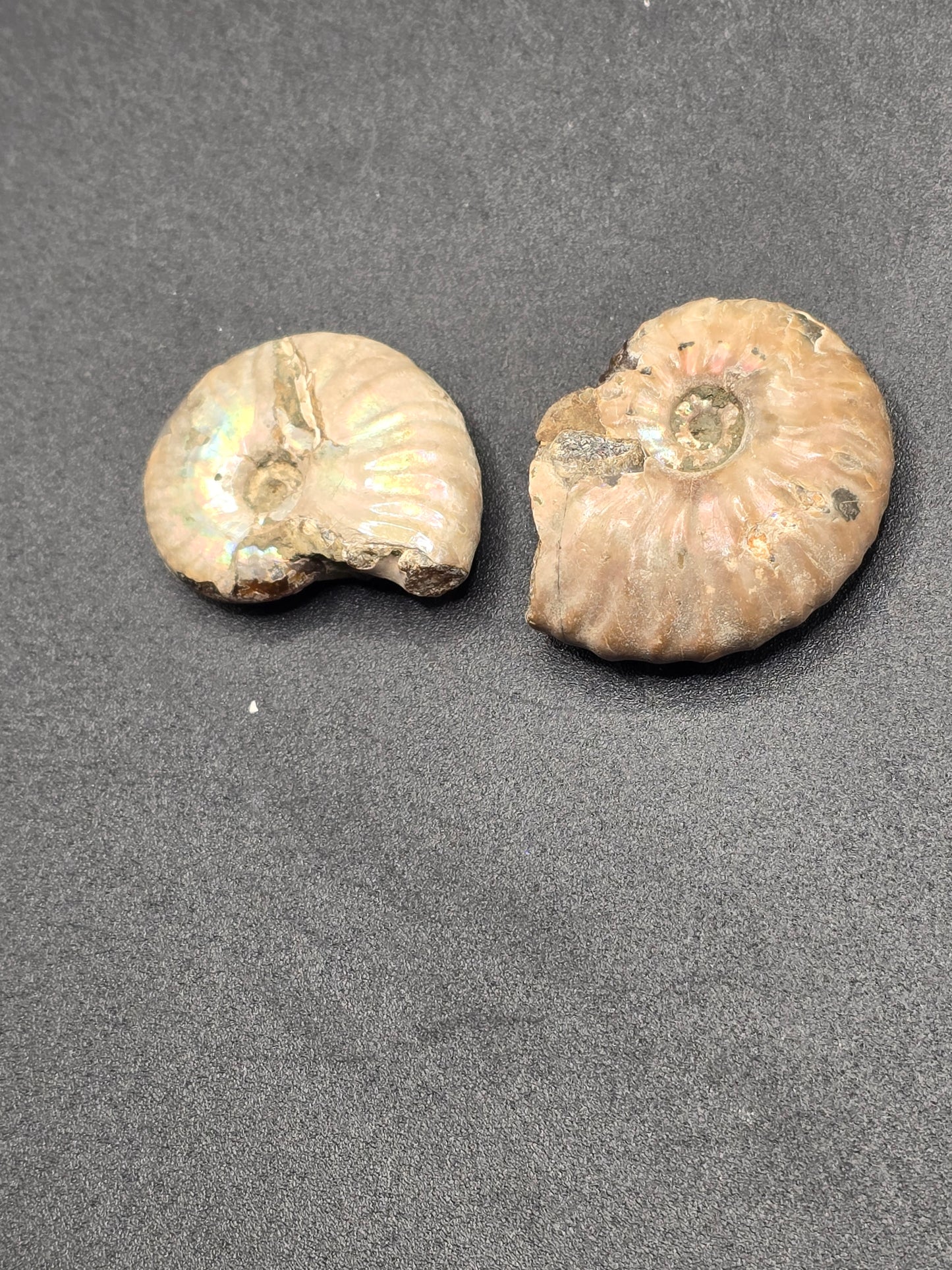 Opalized Ammonite (small)