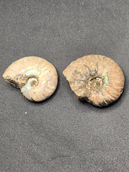 Opalized Ammonite (small)